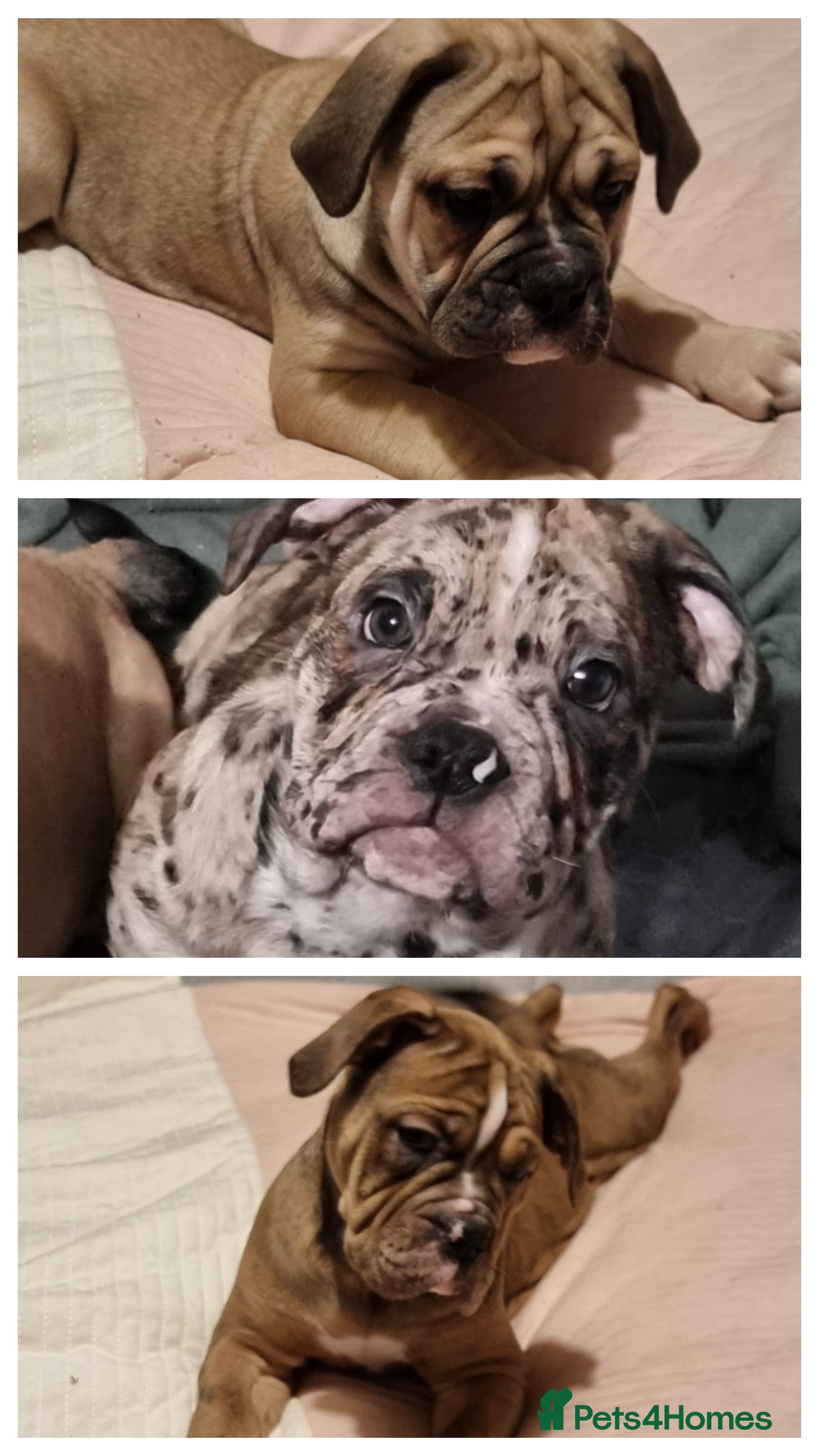 Olde English Bulldogge dogs Olde English bulldogge puppys - Advert 11