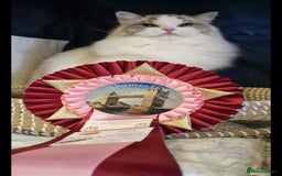 Ragdoll cats for sale: 🩷✨️WAITING LIST ExclusiveKittens💖 TICA🏆cattery - Advert 18