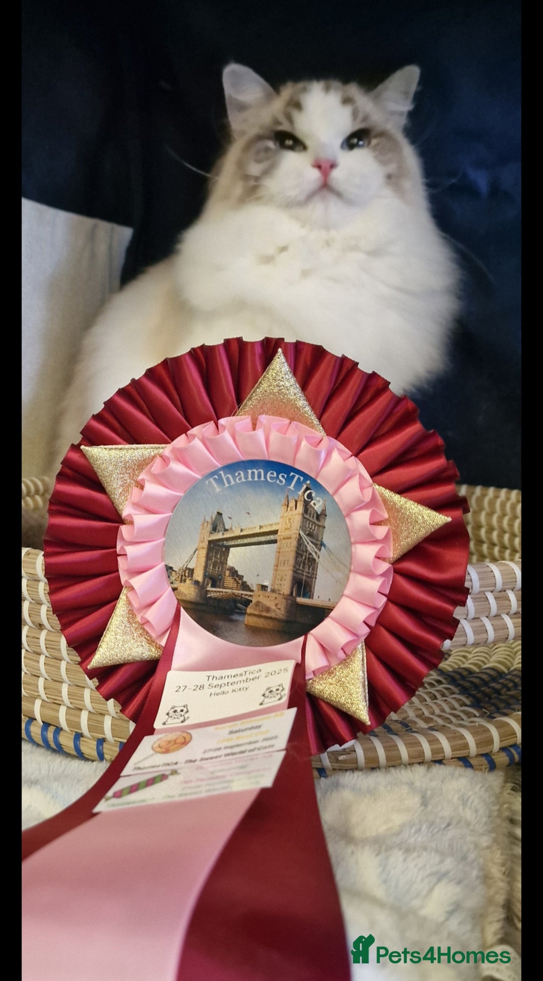 Ragdoll cats for sale: 🩷✨️WAITING LIST ExclusiveKittens💖 TICA🏆cattery - Advert 18