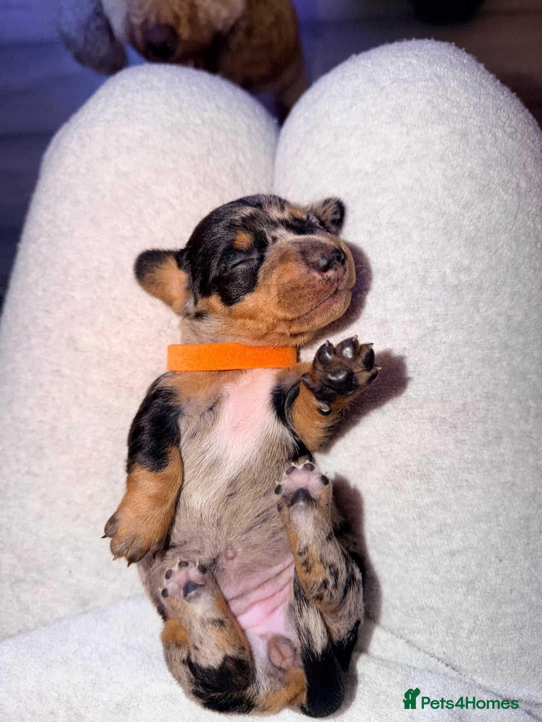 Miniature Dachshund dogs for sale: 🩵🩷✨ STUNNING MINIATURE DACHSHUND LITTER ✨🩷🩵 - Advert 27