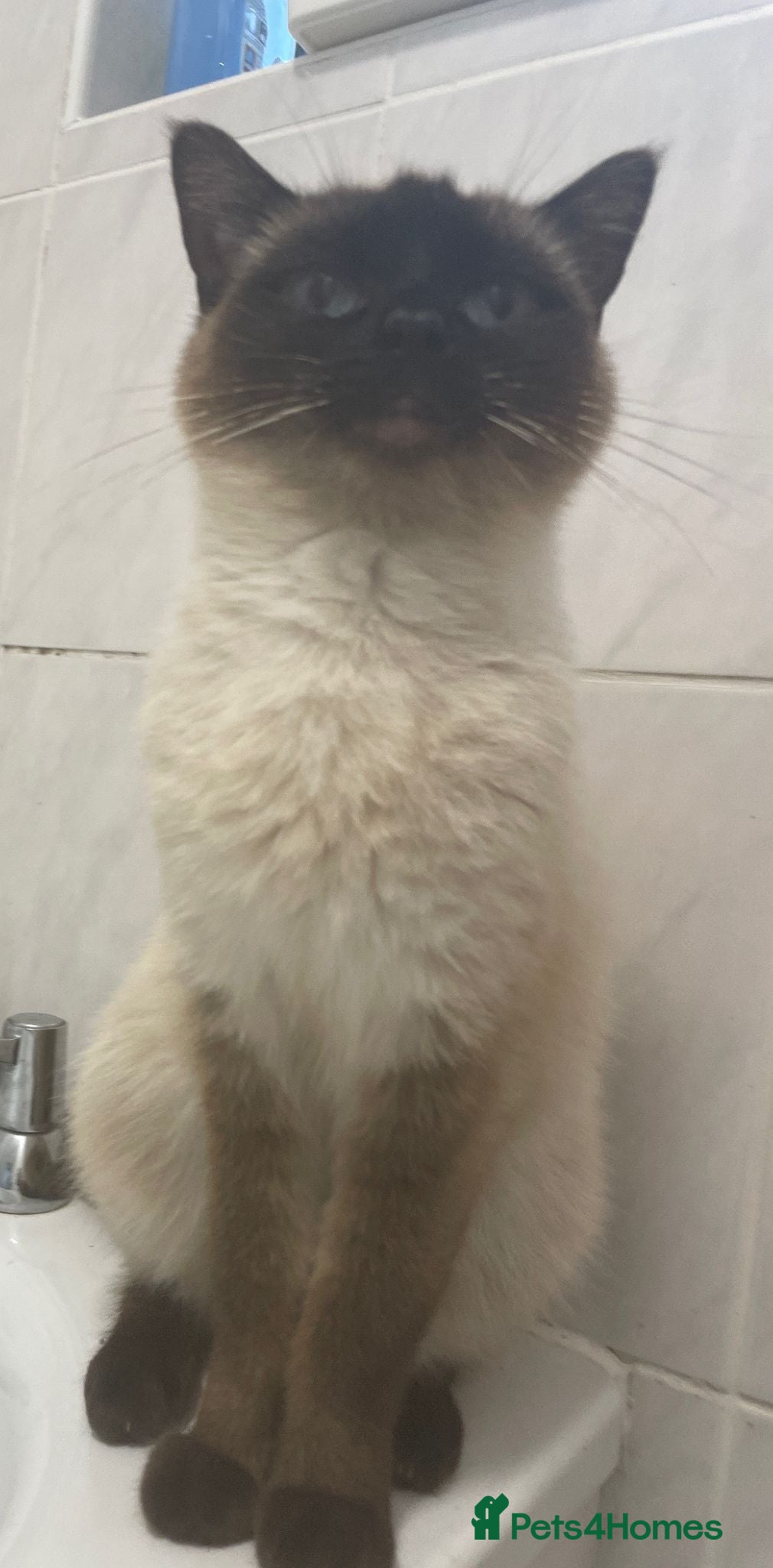Ragdoll cats Stunning female ragdoll - Advert 5