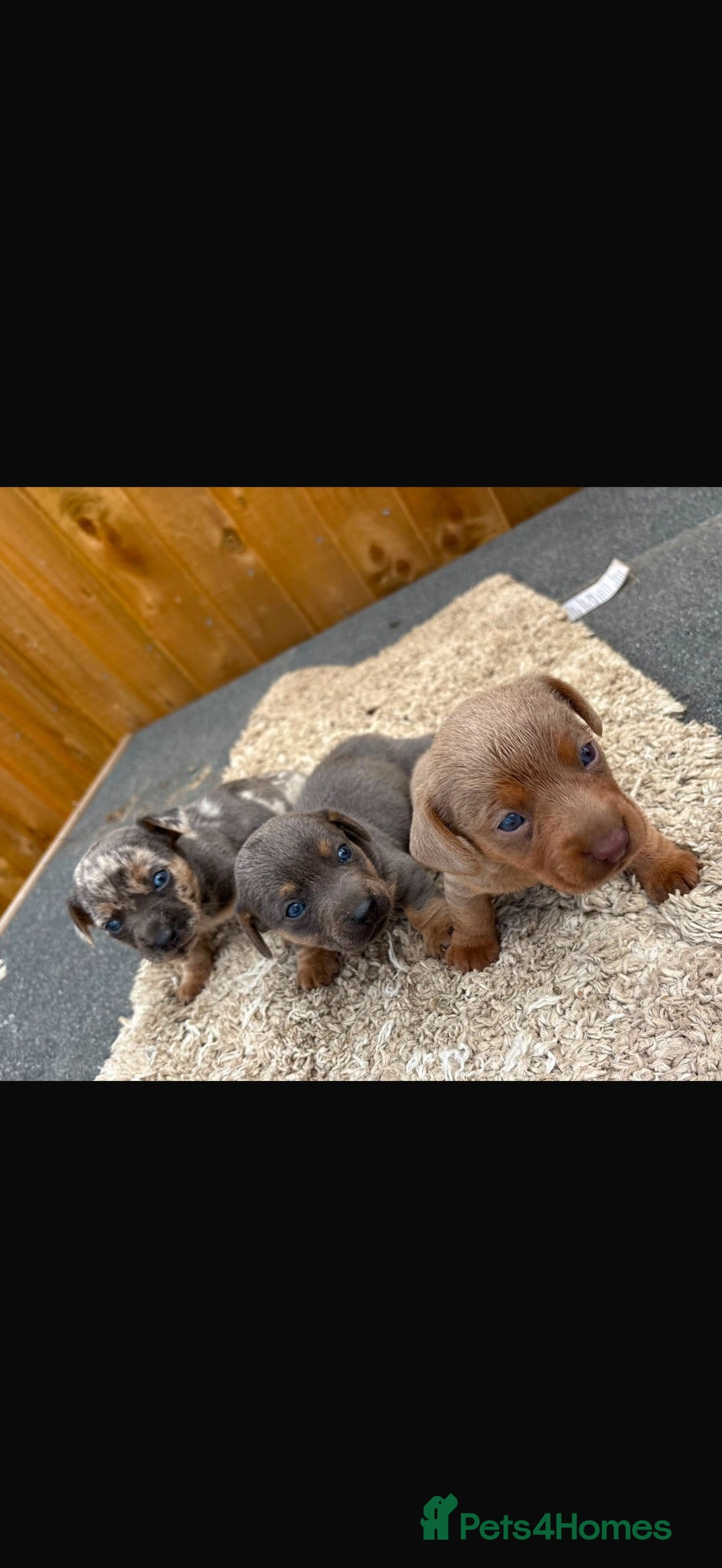 Jackshund dogs Jackshund puppys - Advert 1