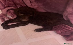 Mixed Breed dogs for sale: Stunning Cockerpoo/Bernadoodle ready on 12/11/25 - Image 12