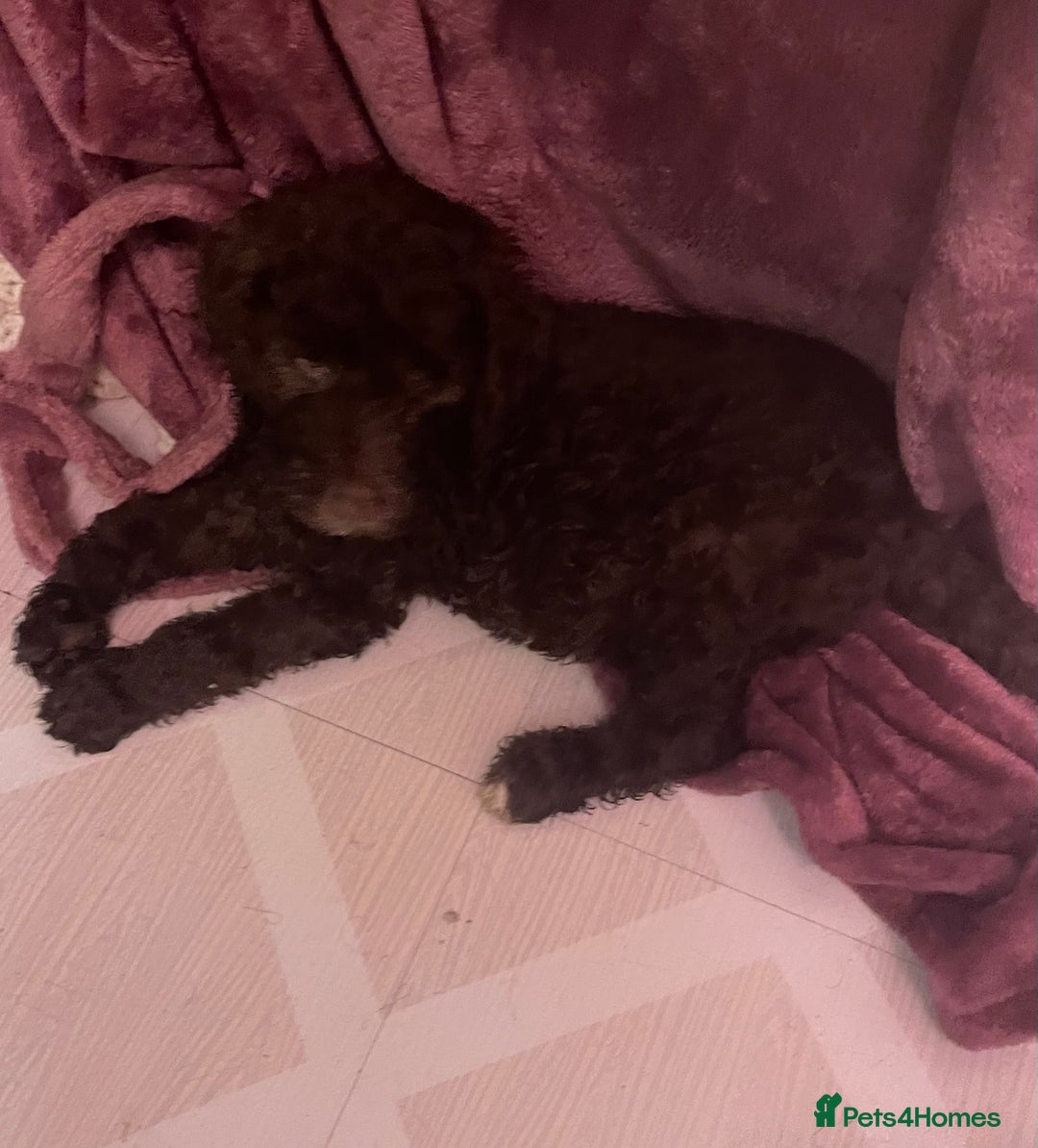 Mixed Breed dogs for sale: Stunning Cockerpoo/Bernadoodle ready on 12/11/25 - Image 12