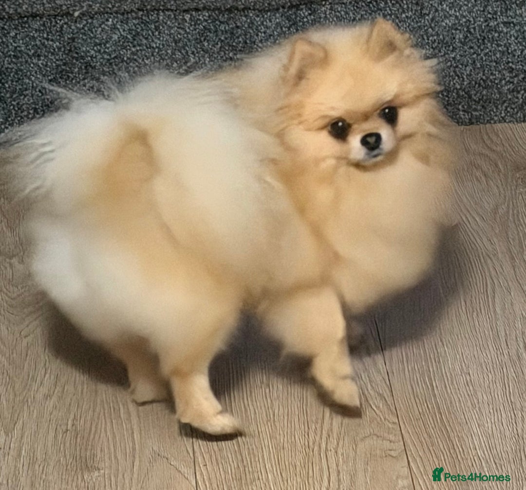 Pomeranian dogs for stud: Prince George Bridgeton 👑 - Advert 24