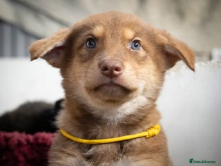 Saarloos Wolfdog dogs Extensively Health Tested Wolfdog Puppies - Advert 4