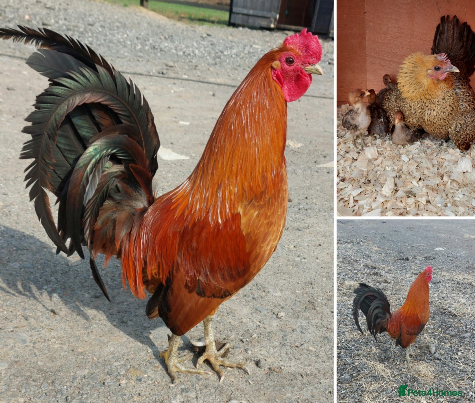 Chickens poultry Ginger Red Old English Game hatching eggs & chicks - Advert 6