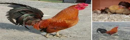 Chickens poultry for sale: Ginger Red Old English Game hatching eggs & chicks - Advert 1