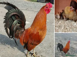 Chickens poultry Ginger Red Old English Game hatching eggs & chicks - Advert 6