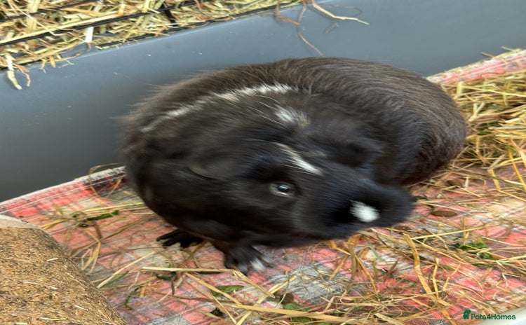 Guinea Pig rodents - Advert 1