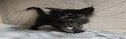 Maine Coon cats for sale: Hand Reared Black Smoke Maine Coon Kittens - Advert 17