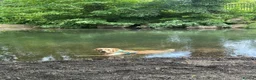 Golden Retriever dogs for stud: KC Registered Golden Retriever for Stud - Advert 4