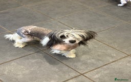 Chinese Crested dogs for sale: Adult HHL Chinese Crested Girl & PP Girl  - Image 6