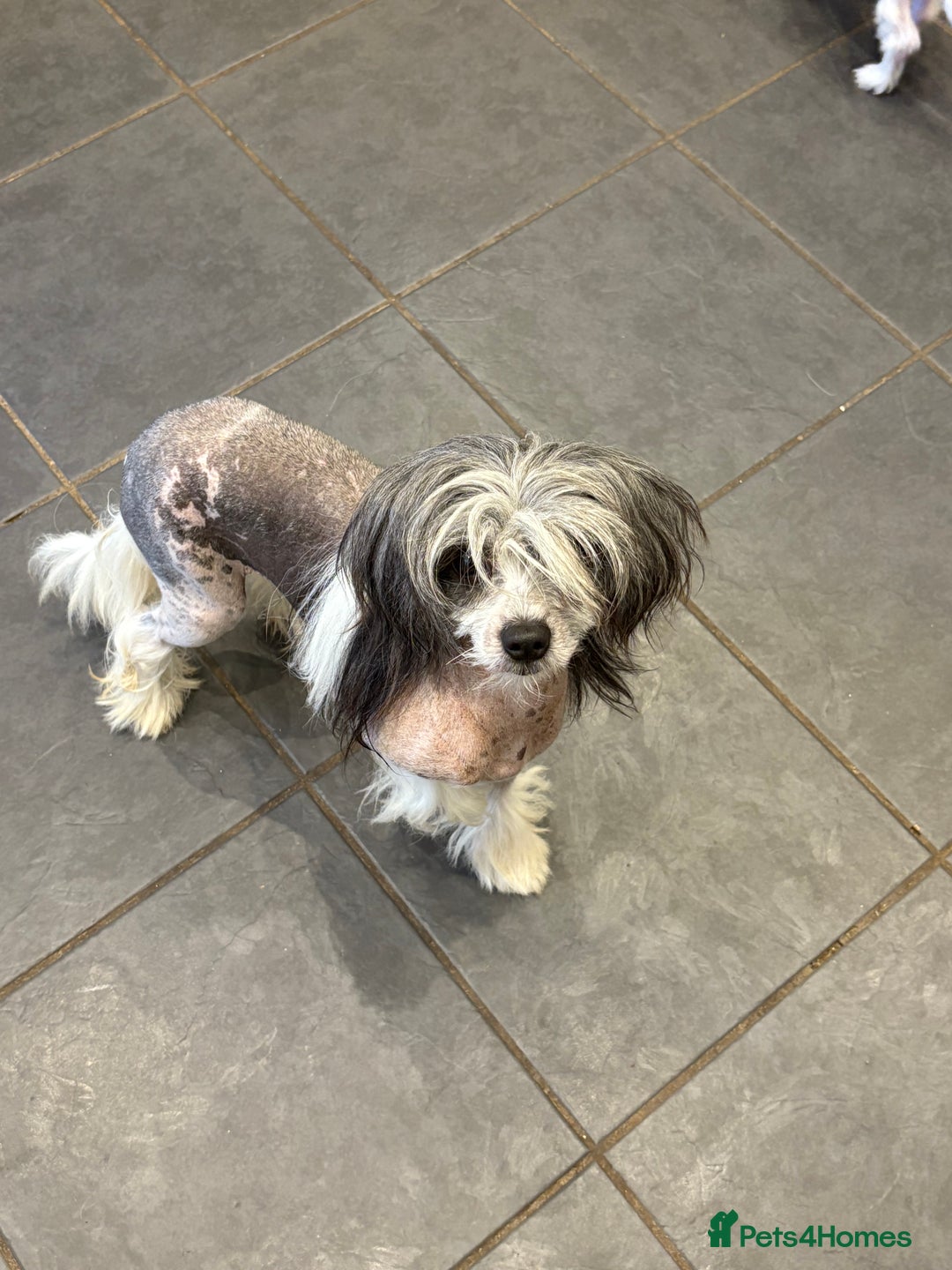 Chinese Crested dogs for sale: Adult HHL Chinese Crested Girl & PP Girl  - Image 6