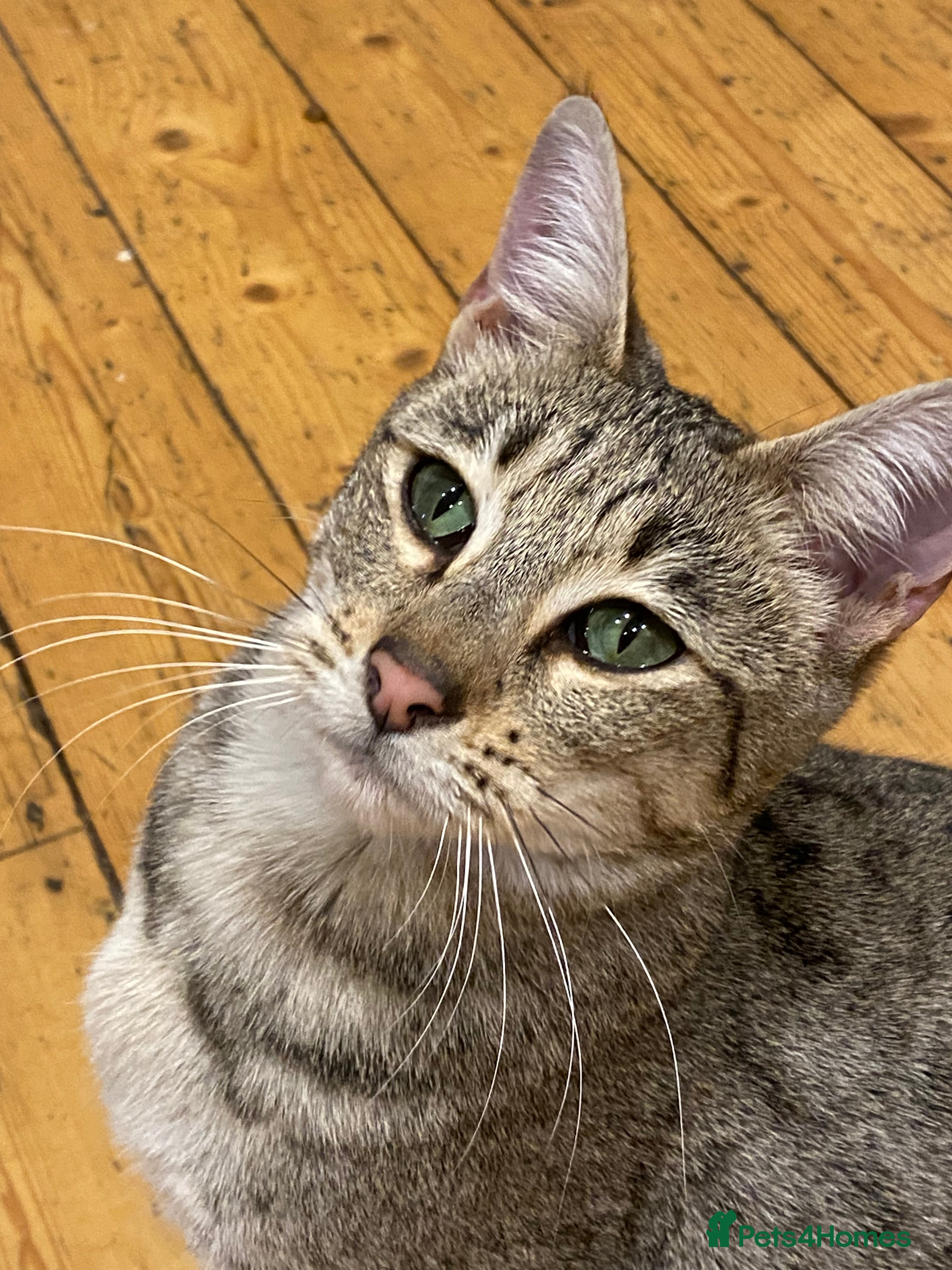 Savannah cats STUNNING SAVANNAH girl F5 sbt pure pedigree  - Advert 4