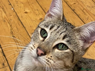 Savannah cats for sale - Advert 1