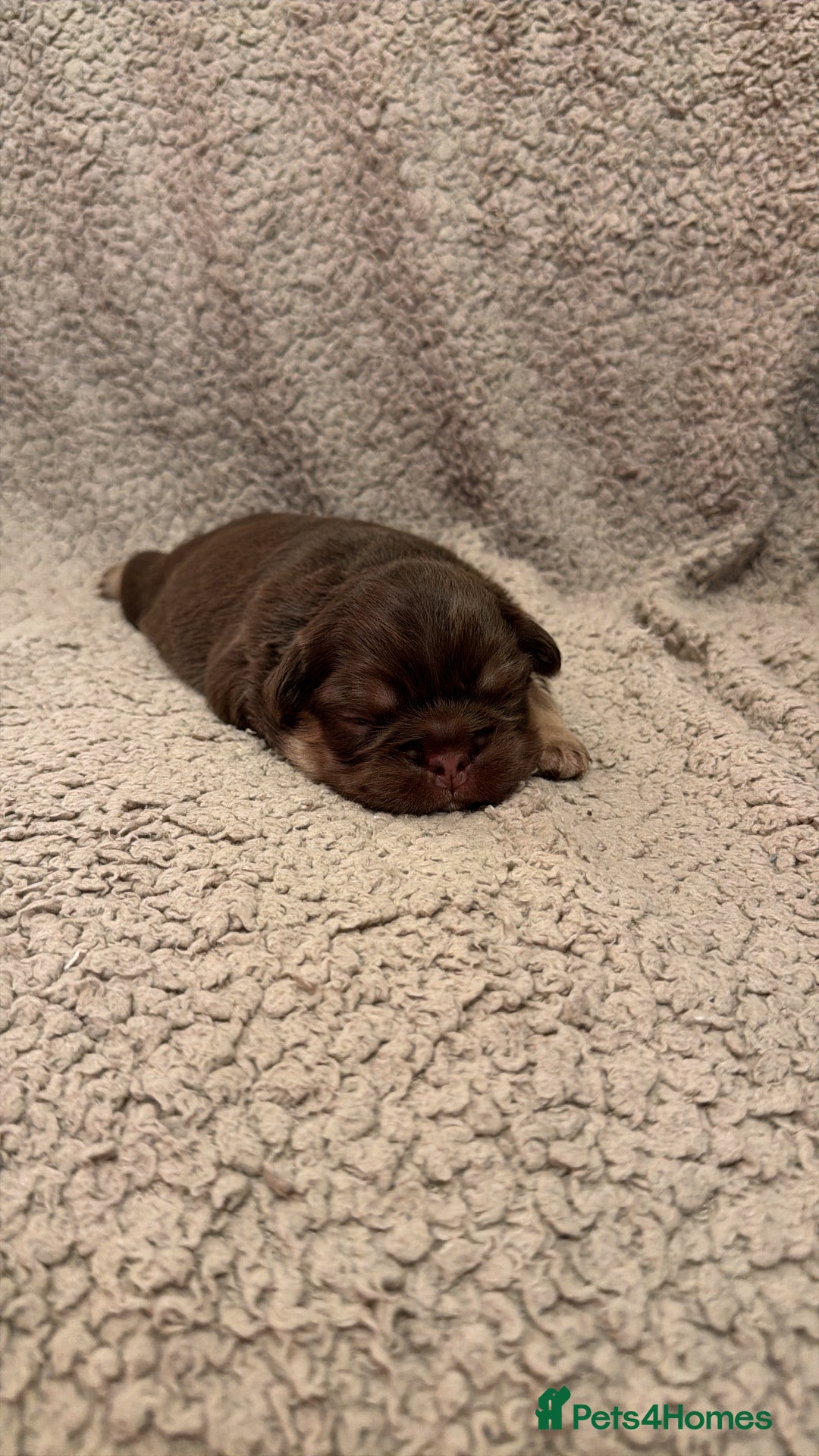 French Bulldog dogs for sale: 🔥Outstanding Quality Fluffy Frenchies🔥 - Advert 10