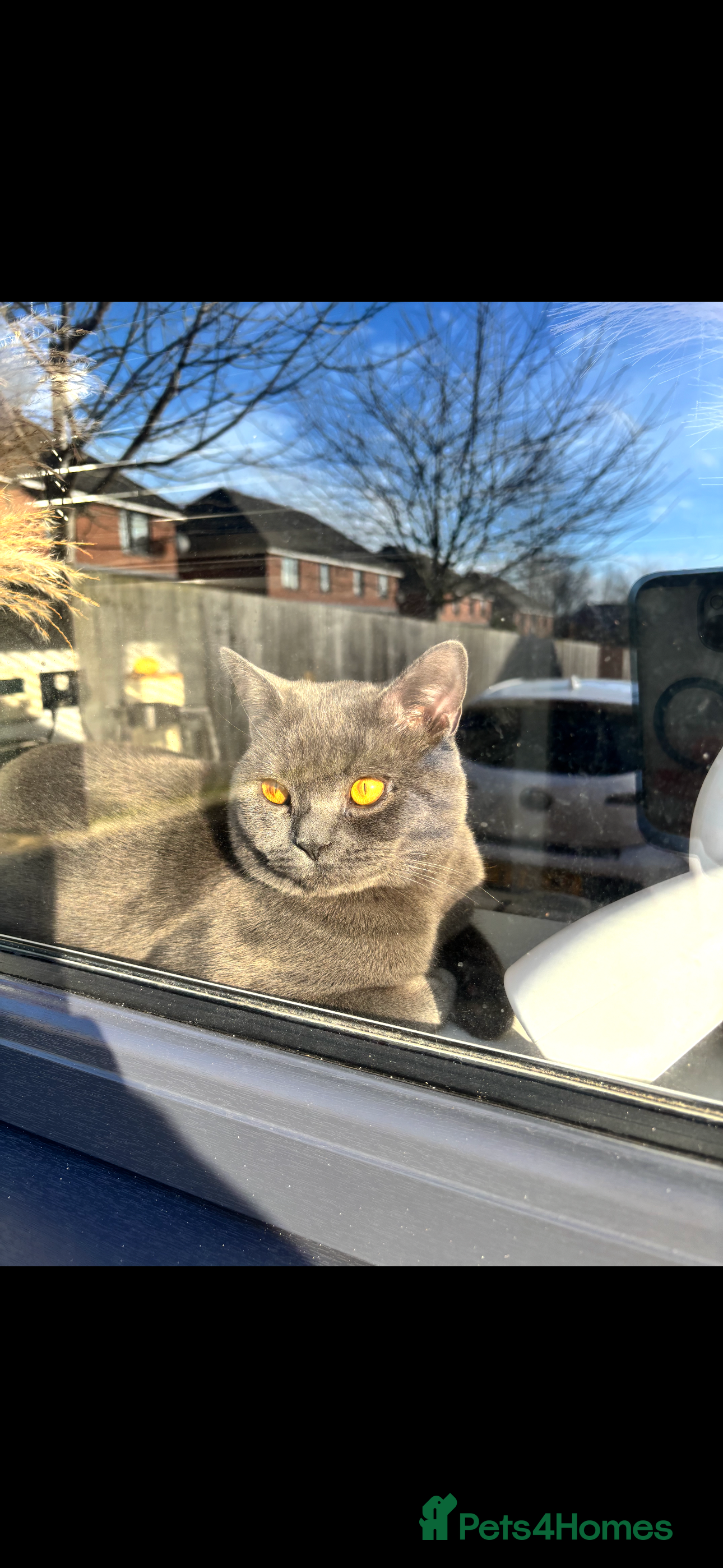 Mixed Breed cats British shorthair mix - Advert 1