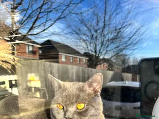 Mixed Breed cats British shorthair mix - Advert 1