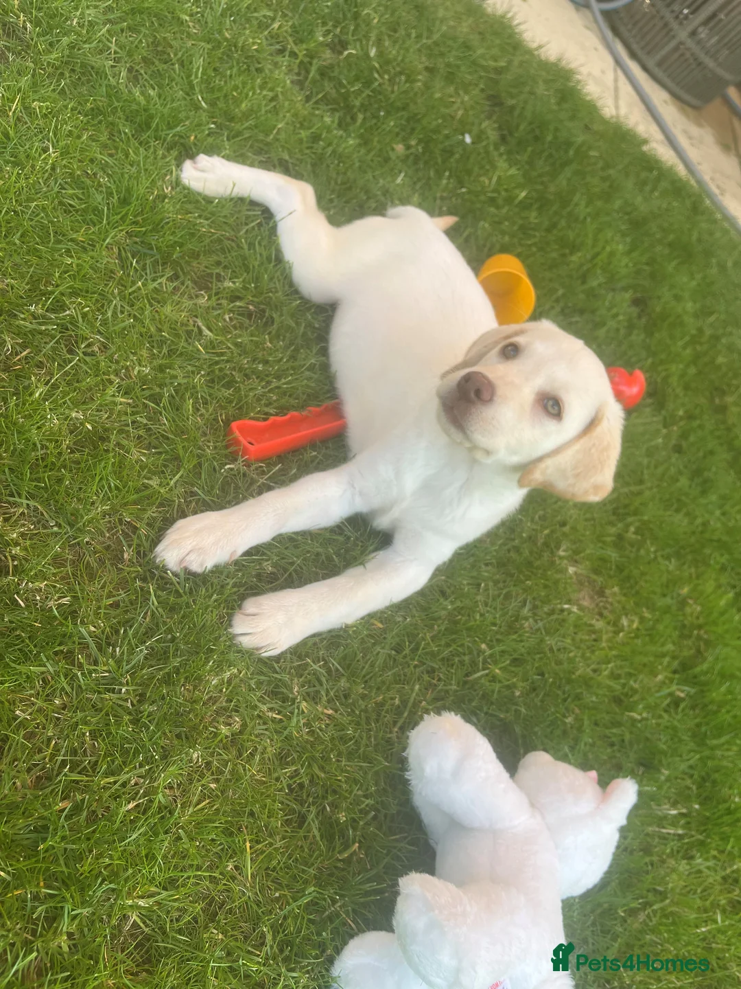 Labrador Retriever dogs for sale: Yellow Labrador Puppy for Sale - 3 months old  in Billericay - Advert 2