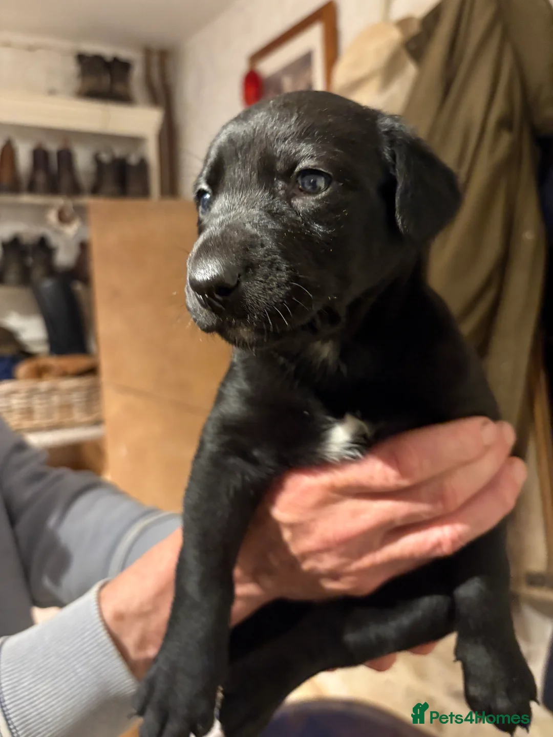 Mixed Breed dogs for sale: Whippet x Bedlington x Huntaway - Advert 10