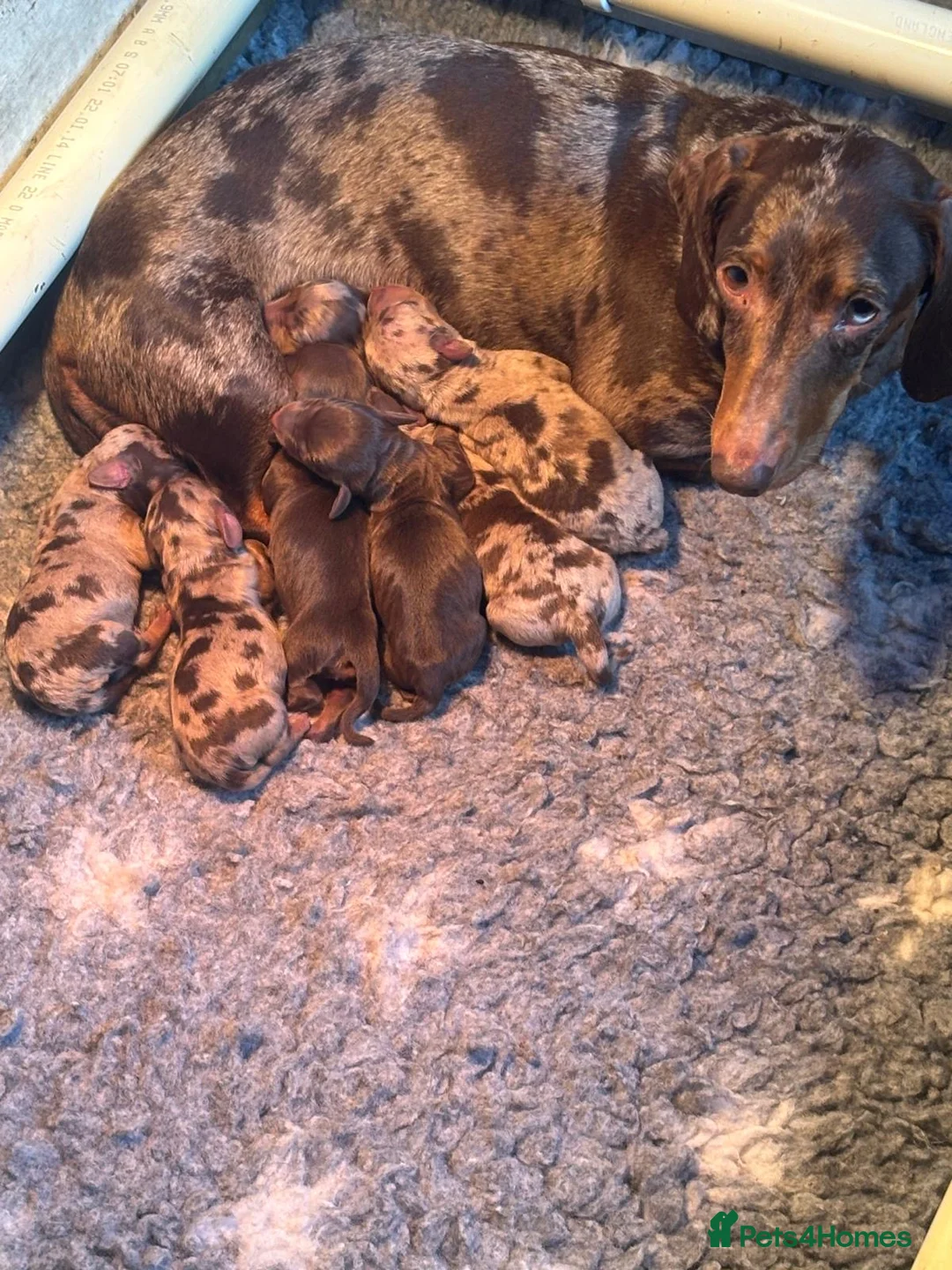 Miniature Dachshund dogs for sale: Miniature Dachshund puppies in Burford - Advert 1