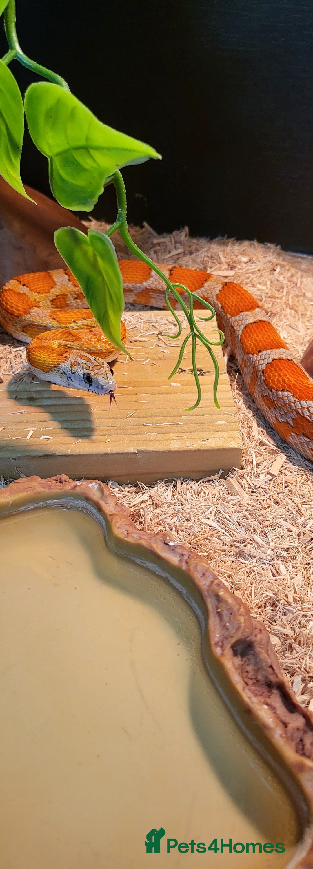 Corn Snake reptiles for sale: Beautiful sun-kissed corn snake & vivarium  - Image 5