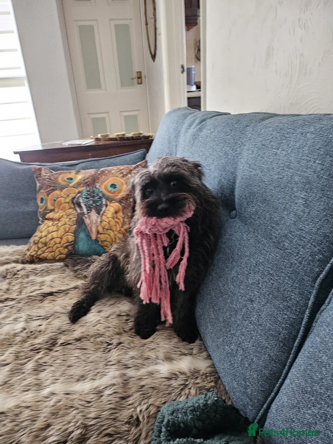 Mixed Breed dogs for sale: F1B Cockapoo Puppies – KC Toy Poodle Sired in Halifax - Advert 39