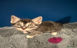 Bengal cats for sale: Queen boo 💕❤️ - Image 18