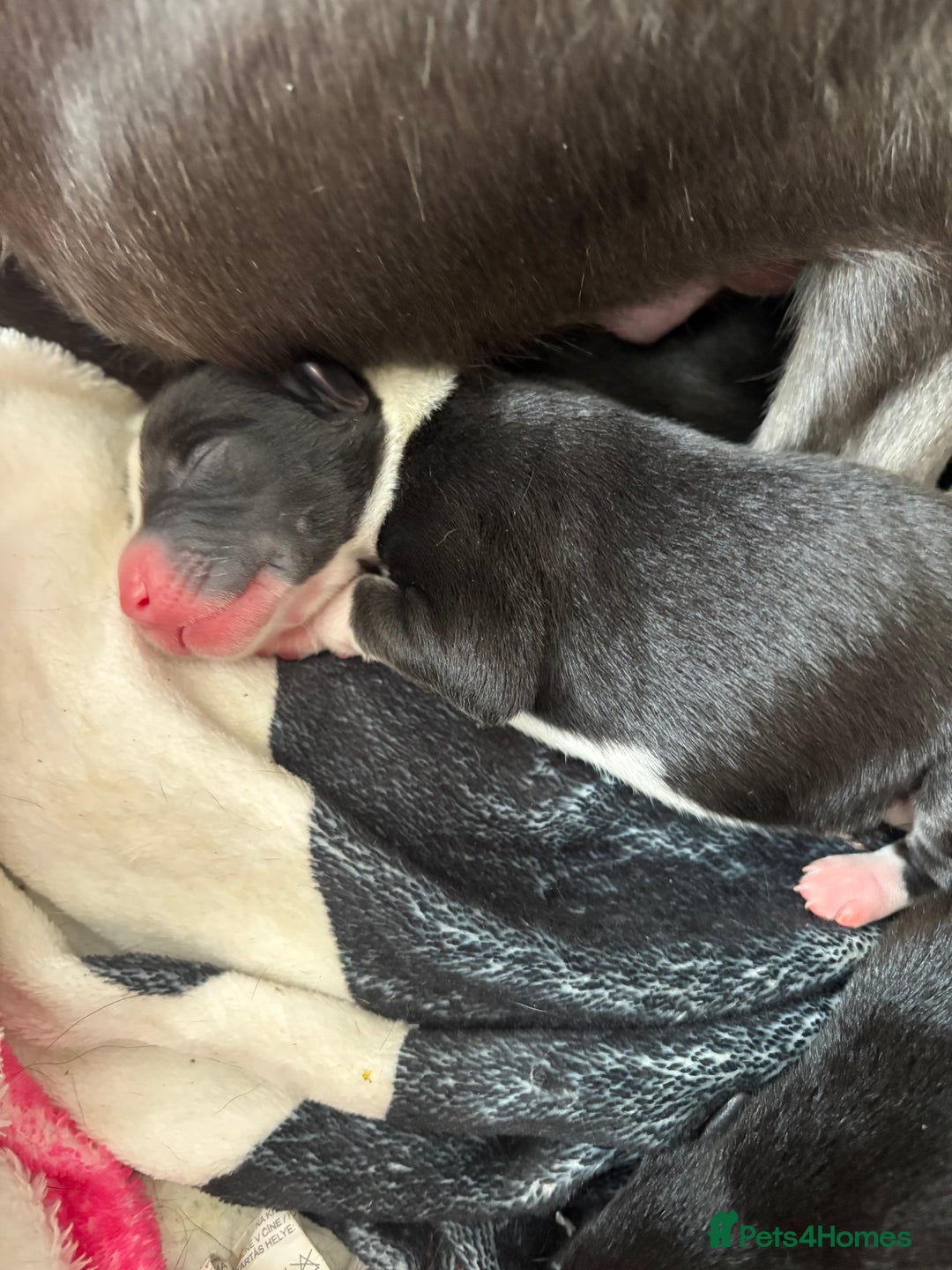 Mixed Breed dogs for sale: Beautiful whippet cross labrador(collie) puppies  - Image 1