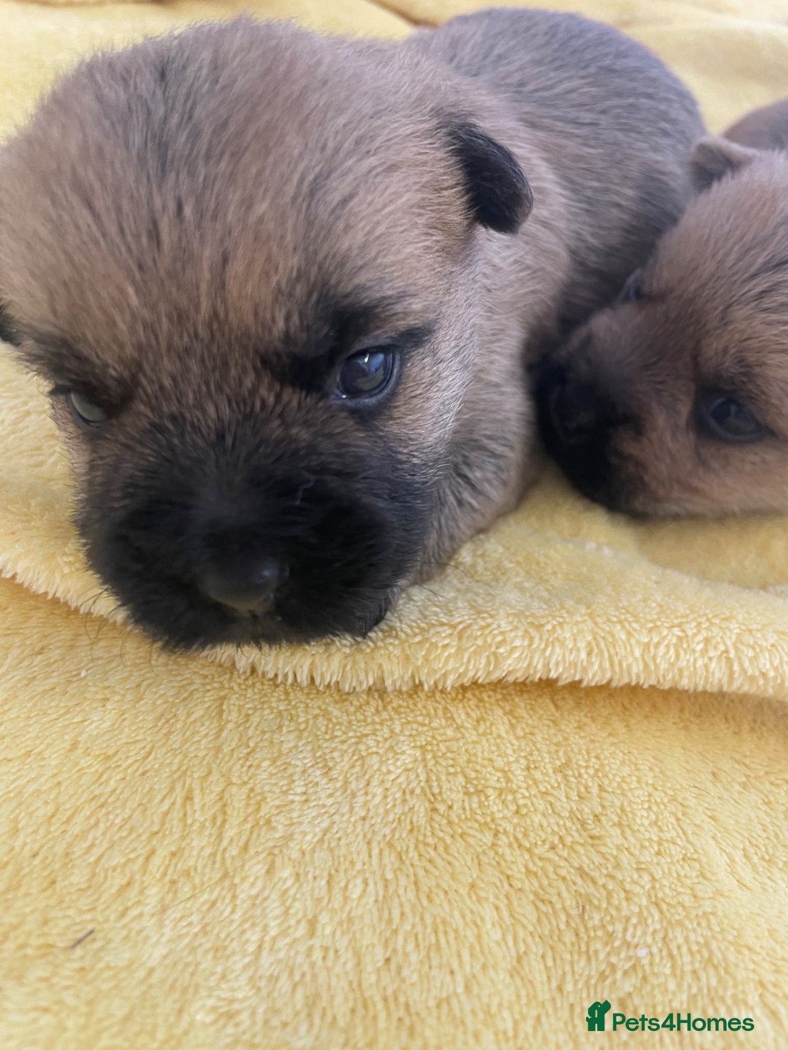 Cairn Terrier dogs Quality KC Reg Cairn Terrier pups  - Advert 6