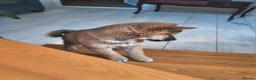 Japanese Shiba Inu dogs for sale: Pure Breed Japanese Shiba Inu Puppies  in Goole - Advert 20