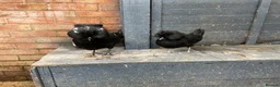 Chickens poultry for sale: Polish Pullets 16 weeks  - Advert 17