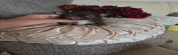 Chihuahua dogs for sale: Xx quality chocolate longcoat chihuahua puppies Xx - Advert 11