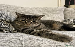 Domestic Shorthair cats for sale: Domestic Tabby For Rehome - Grey - Image 1