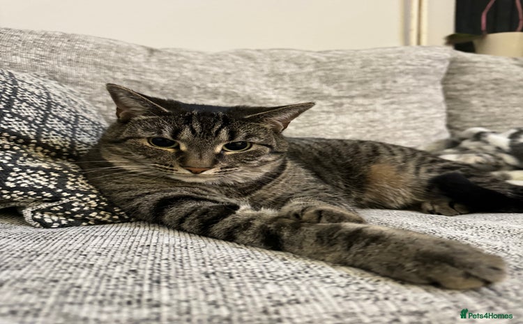 Domestic Shorthair cats - Advert 4