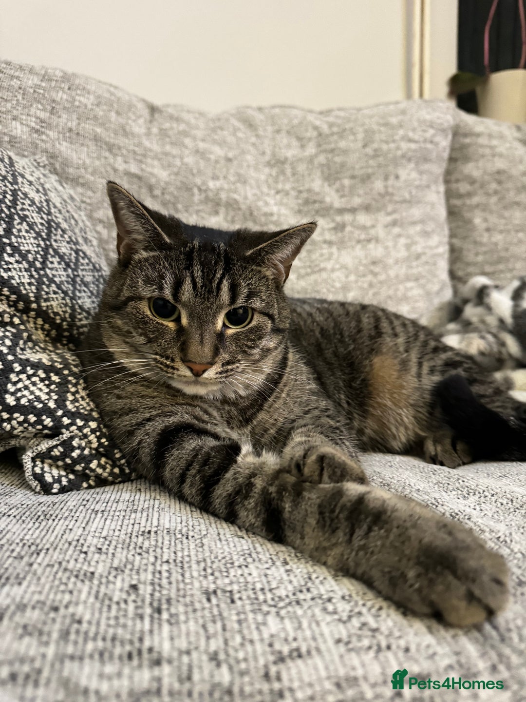 Domestic Shorthair cats for sale: Domestic Tabby For Rehome - Grey - Image 1