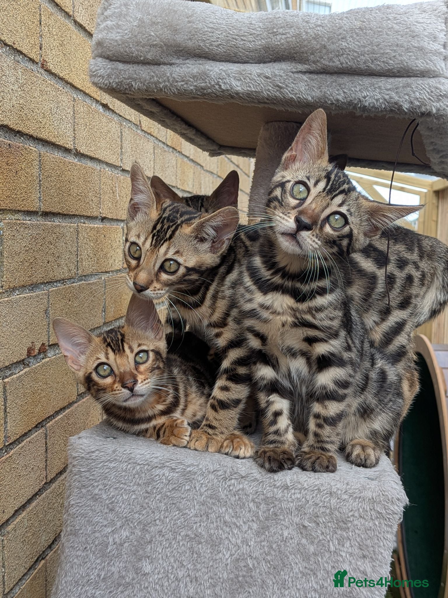 Bengal cats Bengal kittens in Essex TICA registered purebred  - Advert 12
