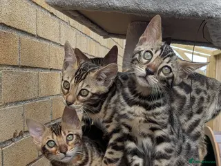 Bengal cats Bengal kittens in Essex TICA registered purebred - Advert 12