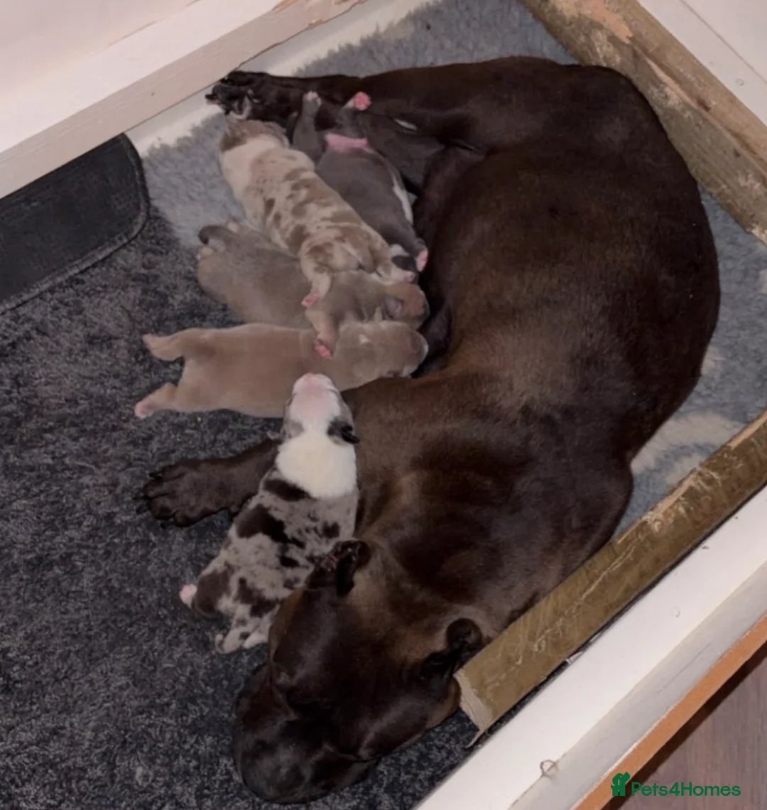 American Bully dogs for sale: Pocket Bullys - Advert 14