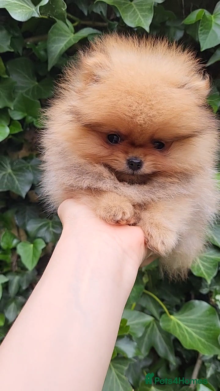 Pomeranian dogs Pomeranian Puppies - Advert 1