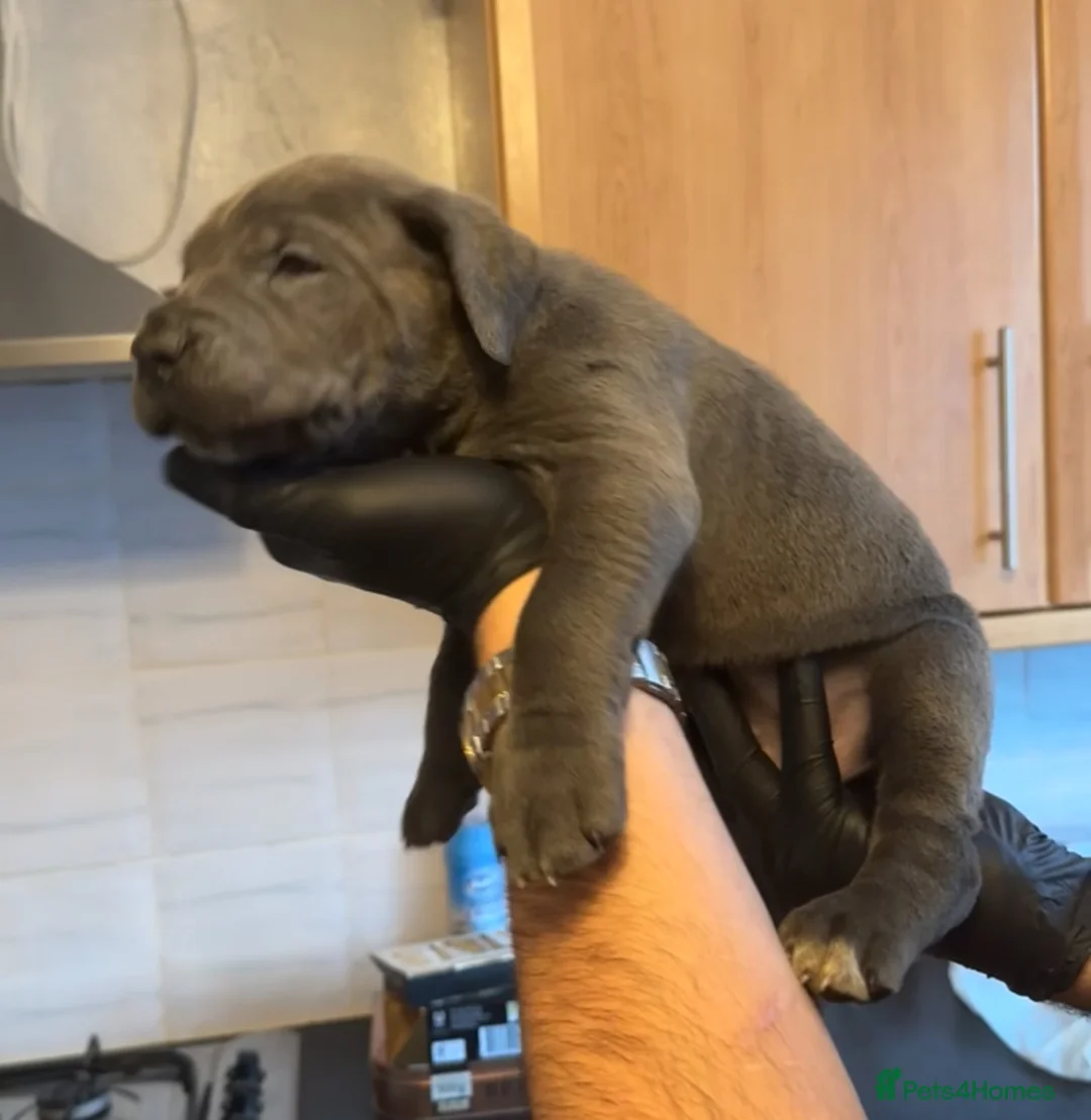 Cane Corso dogs for sale: Pure Blue Cane Corso puppies for sale - Advert 29