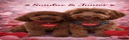 Cockapoo dogs for sale: Waiting List Open ** Due 30th May - Advert 3
