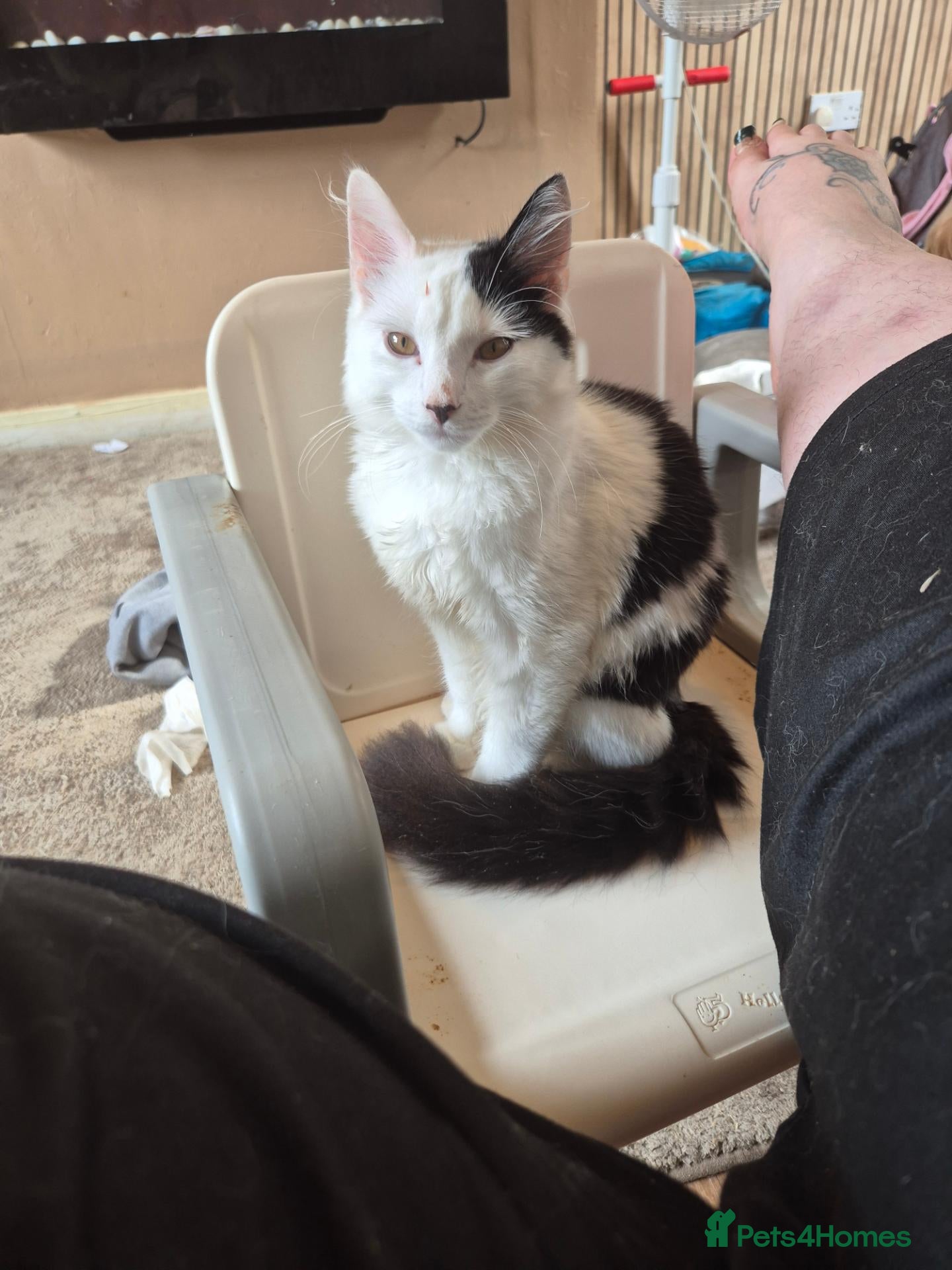 Mixed Breed cats Black and white cat for new home - Advert 1