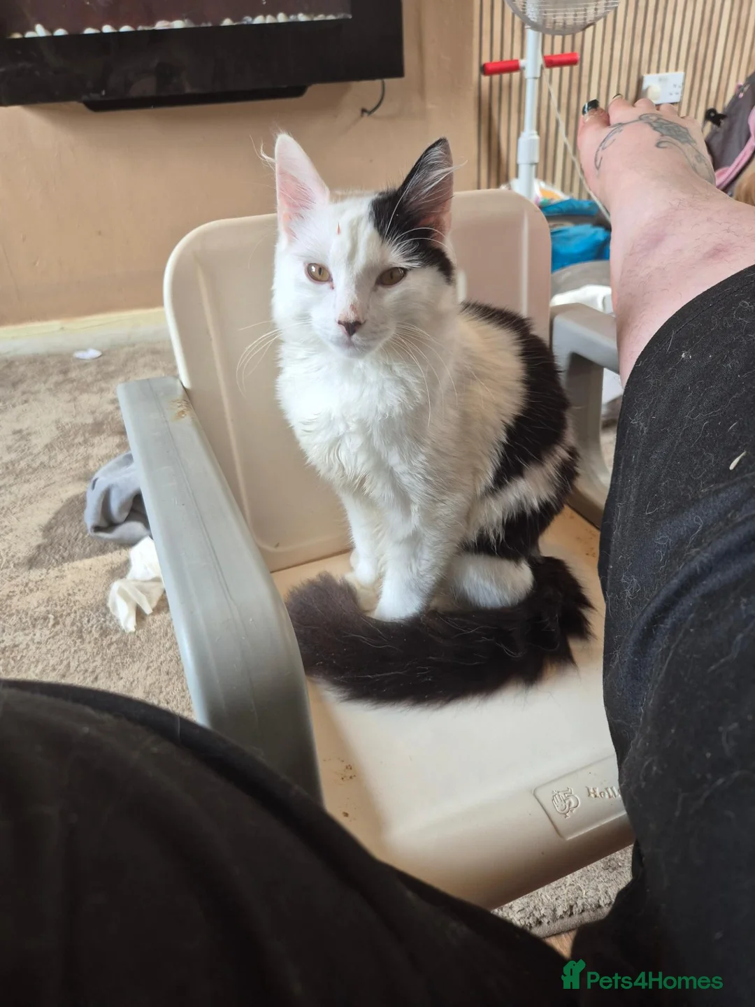 Mixed Breed cats for sale: Black and white cat for new home - Advert 1