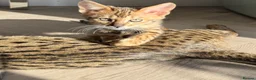 Savannah cats for sale: TICA F3 Savannah Kittens - Luxe Cat co. in Blackpool - Advert 7