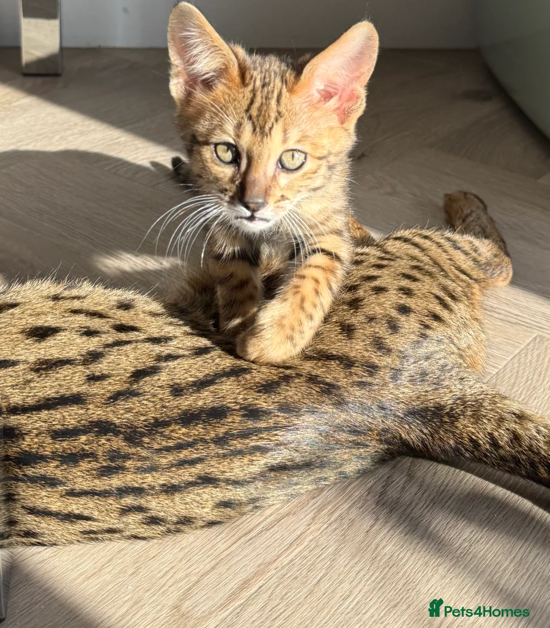 Savannah cats for sale: TICA F3 Savannah Kittens - Luxe Cat co. in Blackpool - Advert 7