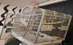 Parrots birds for sale: Patagonian conure - Image 10