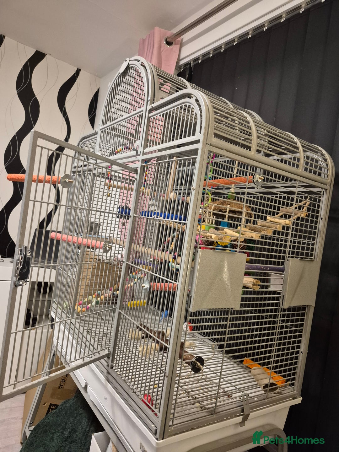 Parrots birds for sale: Patagonian conure - Image 10