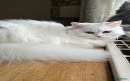 Persian cats for sale: Perla  - Image 2